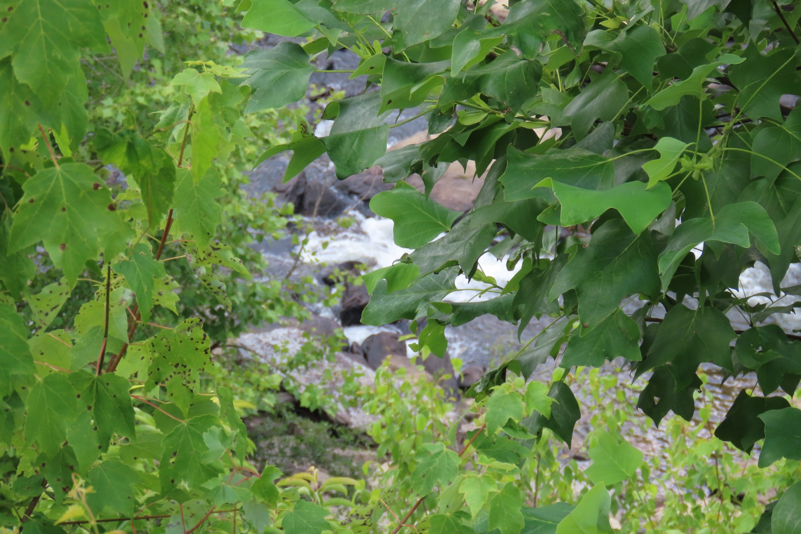Sites in the Little River Canyon National Park in Tennessee  3 of 19 (#1921)