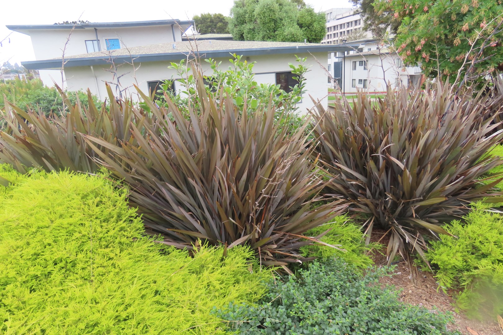 San Francisco State University in California  3 of  3 (#2054)