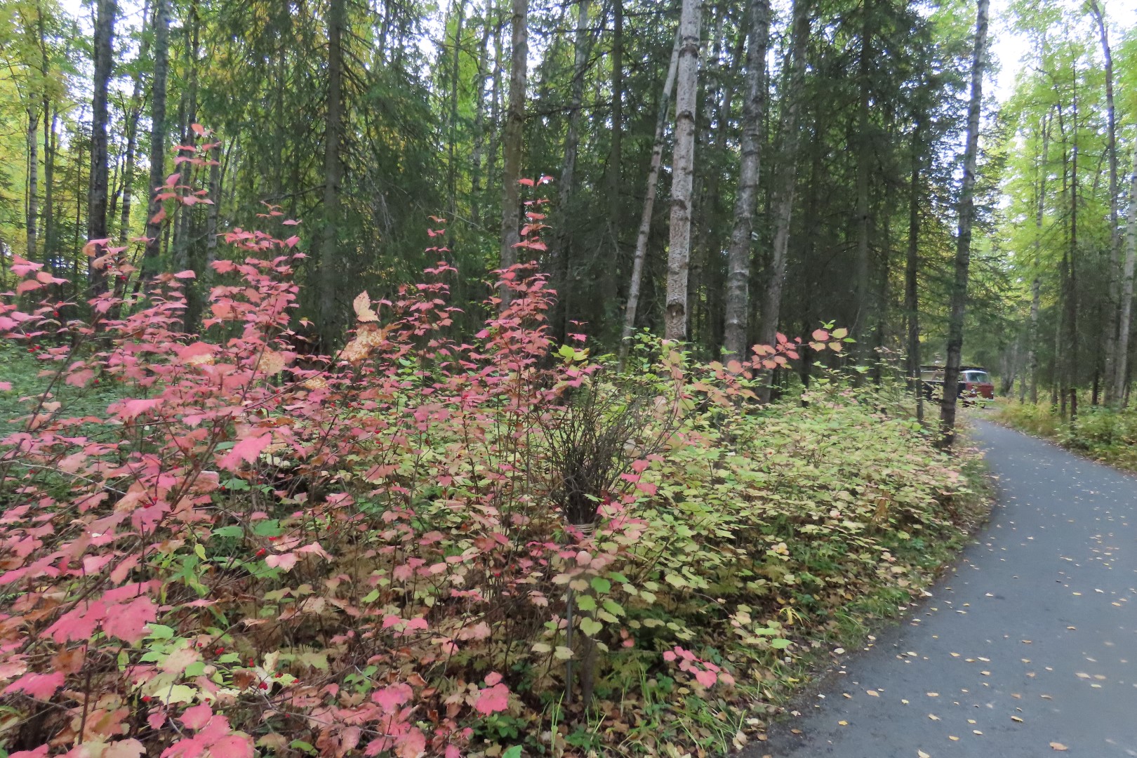 Alaska Botanical Gardens in Anchorage Alaska 17 of 47 (#2265)