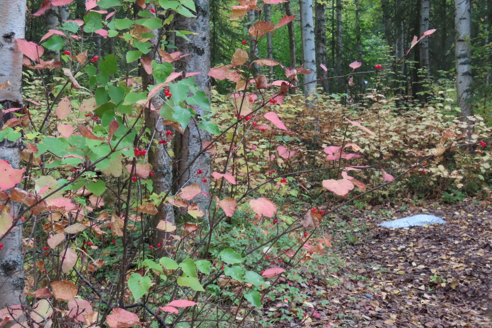 Alaska Botanical Gardens in Anchorage Alaska 19 of 47 (#2267)