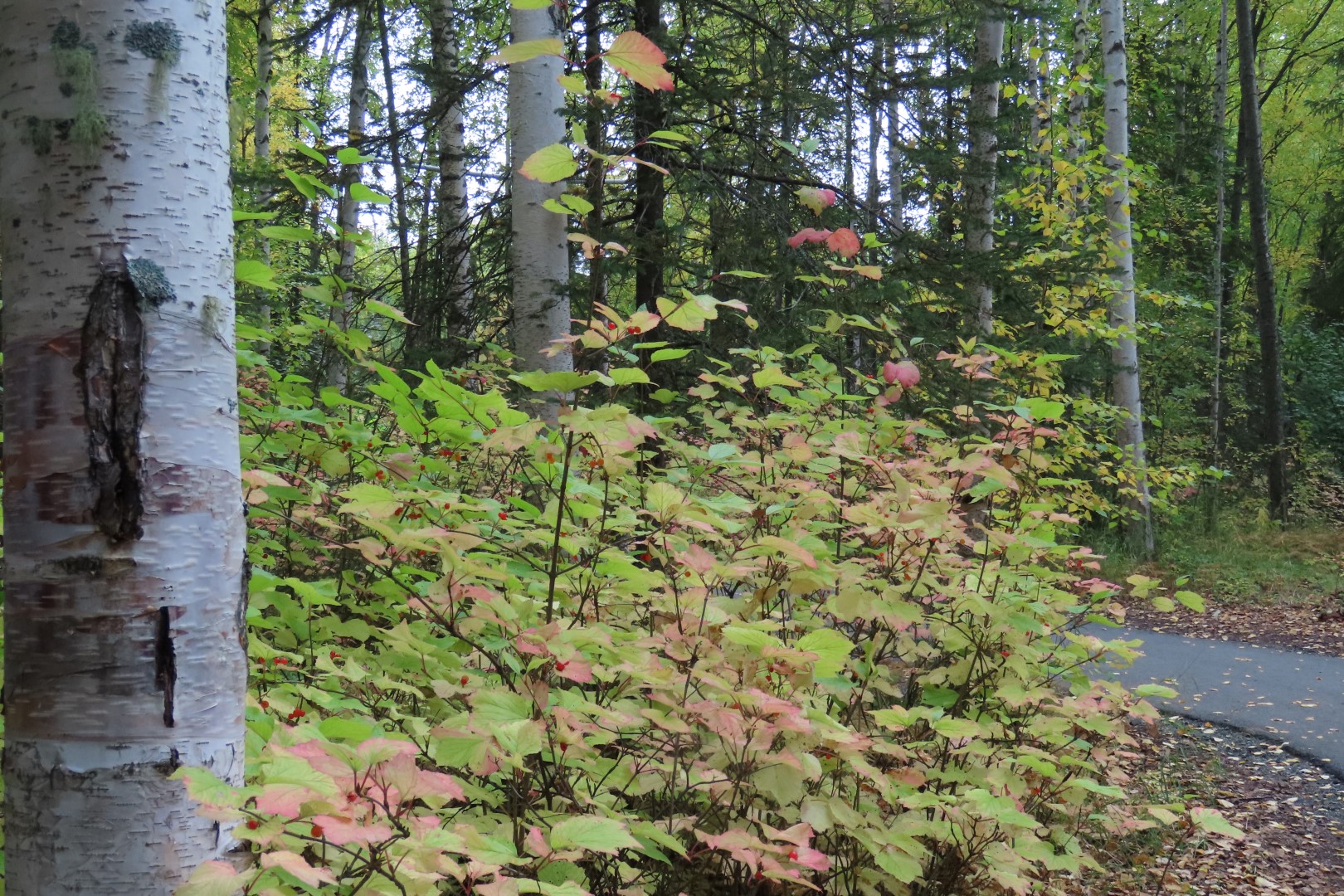 Alaska Botanical Gardens in Anchorage Alaska 20 of 47 (#2268)