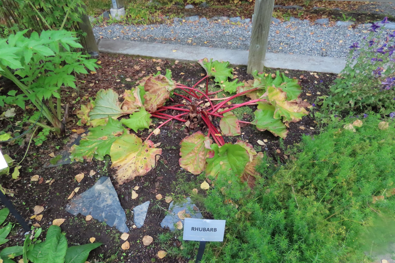 Alaska Botanical Gardens in Anchorage Alaska 23 of 47 (#2271)