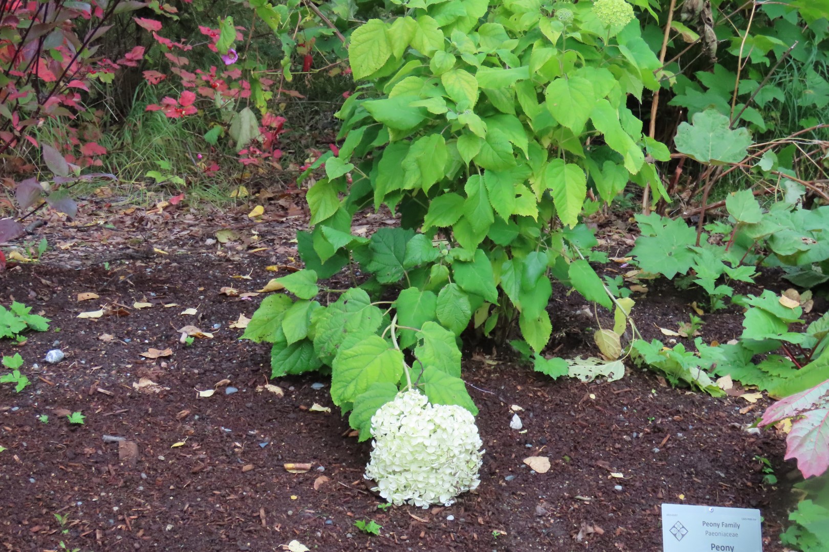 Alaska Botanical Gardens in Anchorage Alaska 26 of 47 (#2274)