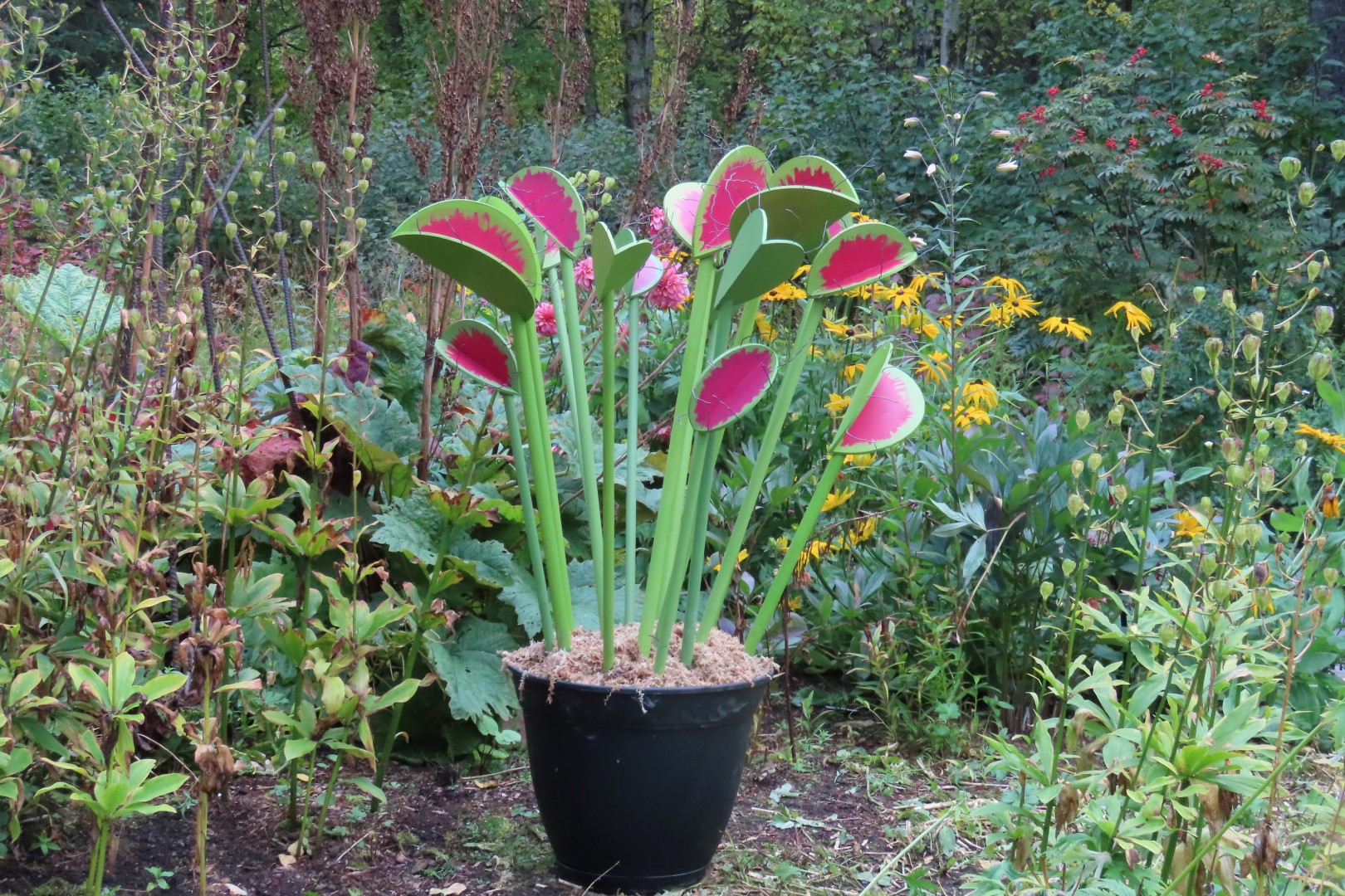 Alaska Botanical Gardens in Anchorage Alaska 28 of 47 (#2276)