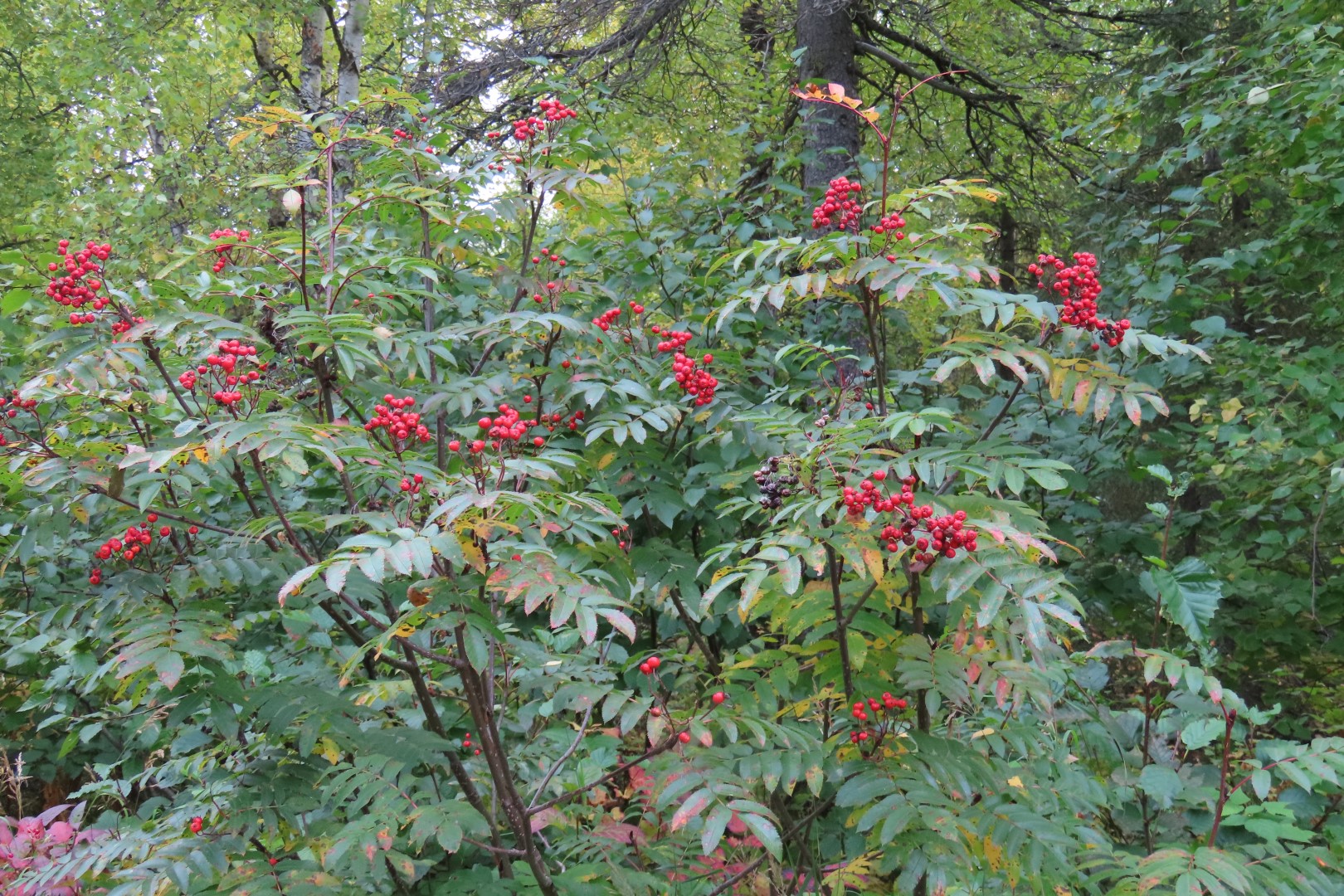 Alaska Botanical Gardens in Anchorage Alaska 30 of 47 (#2278)