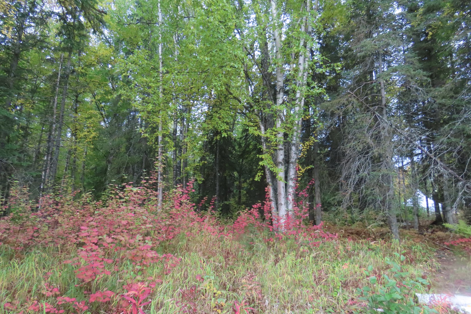 Alaska Botanical Gardens in Anchorage Alaska 31 of 47 (#2279)