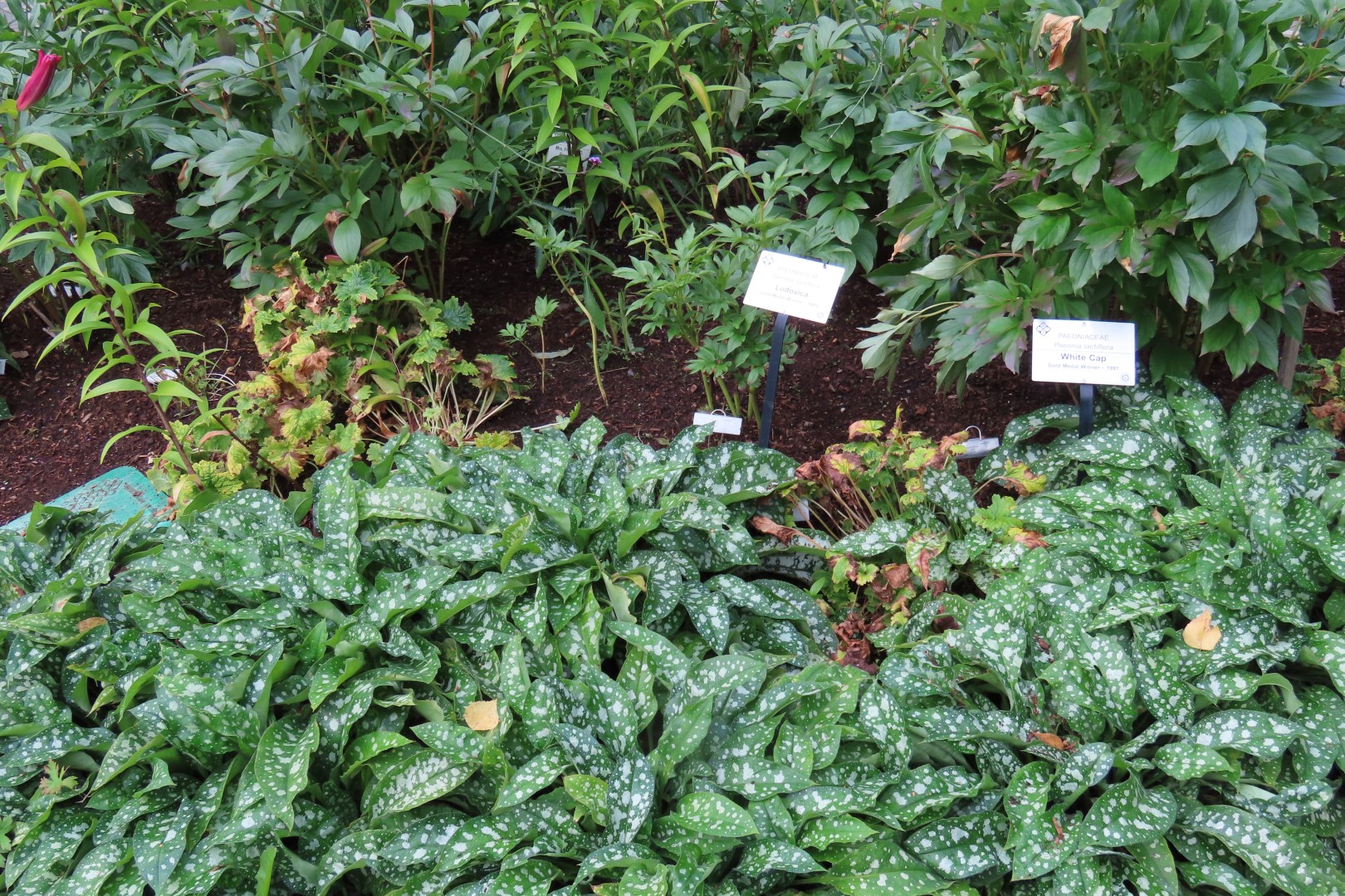 Alaska Botanical Gardens in Anchorage Alaska 32 of 47 (#2280)