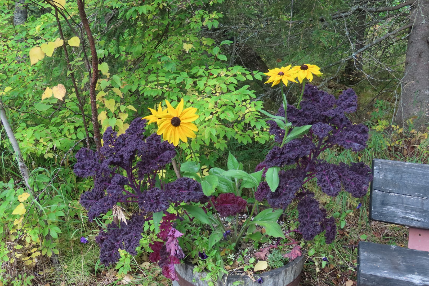 Alaska Botanical Gardens in Anchorage Alaska 34 of 47 (#2282)