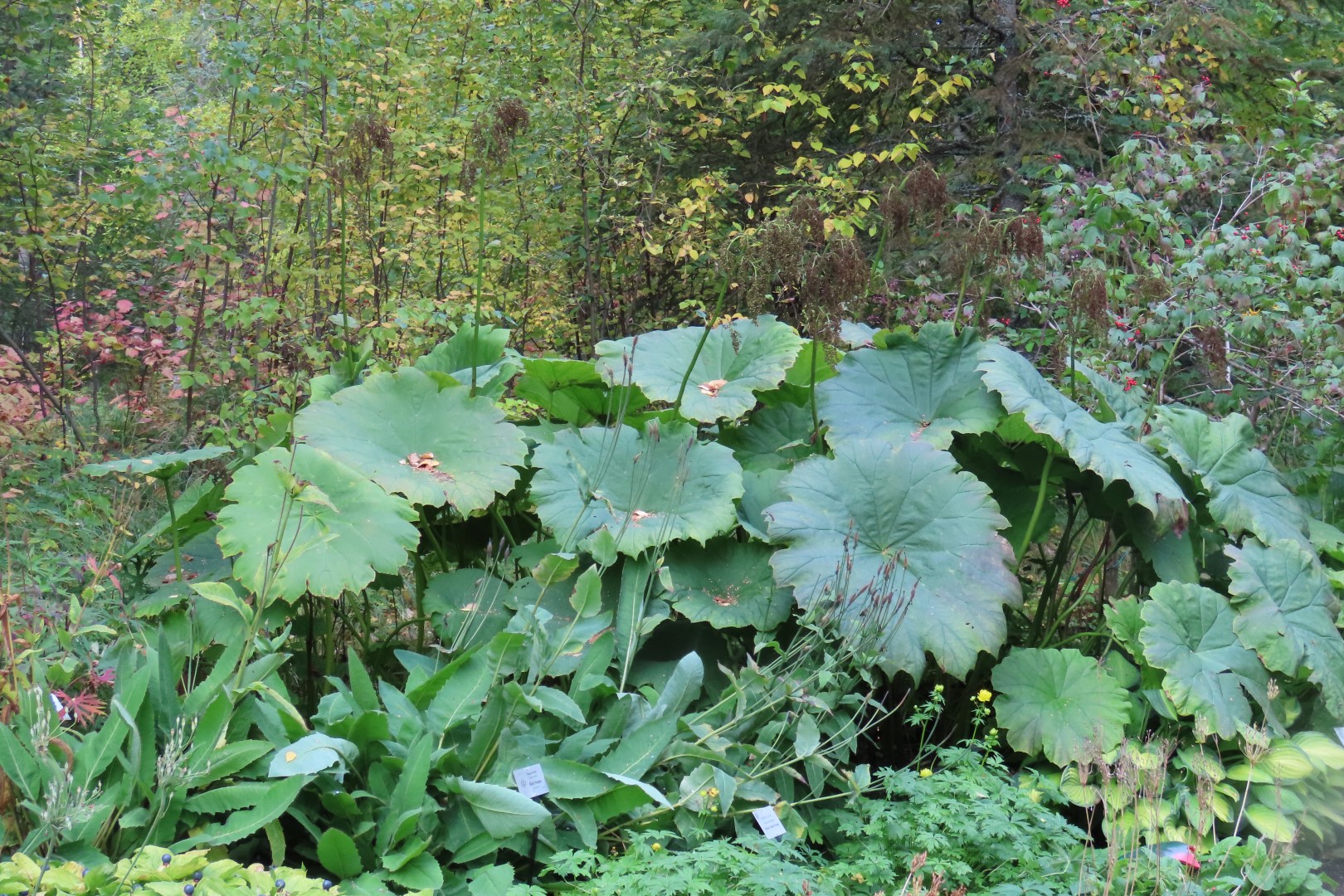 Alaska Botanical Gardens in Anchorage Alaska 41 of 47 (#2289)