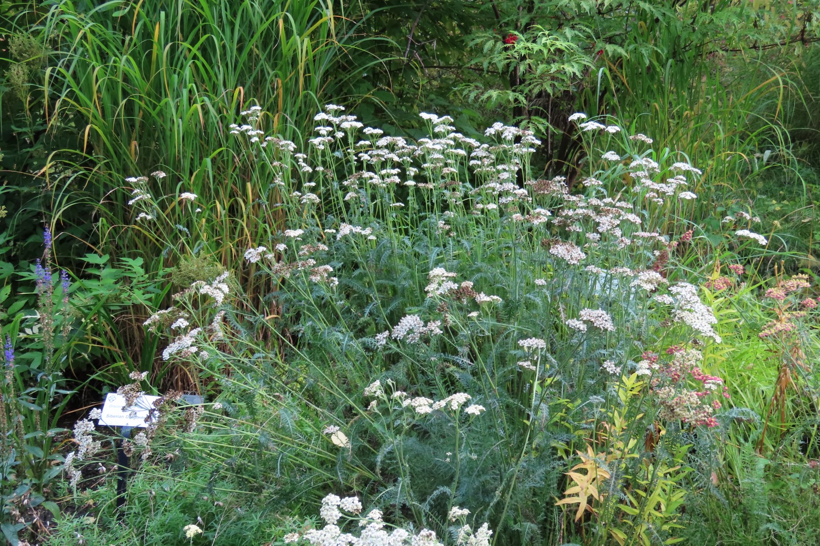 Alaska Botanical Gardens in Anchorage Alaska 44 of 47 (#2292)