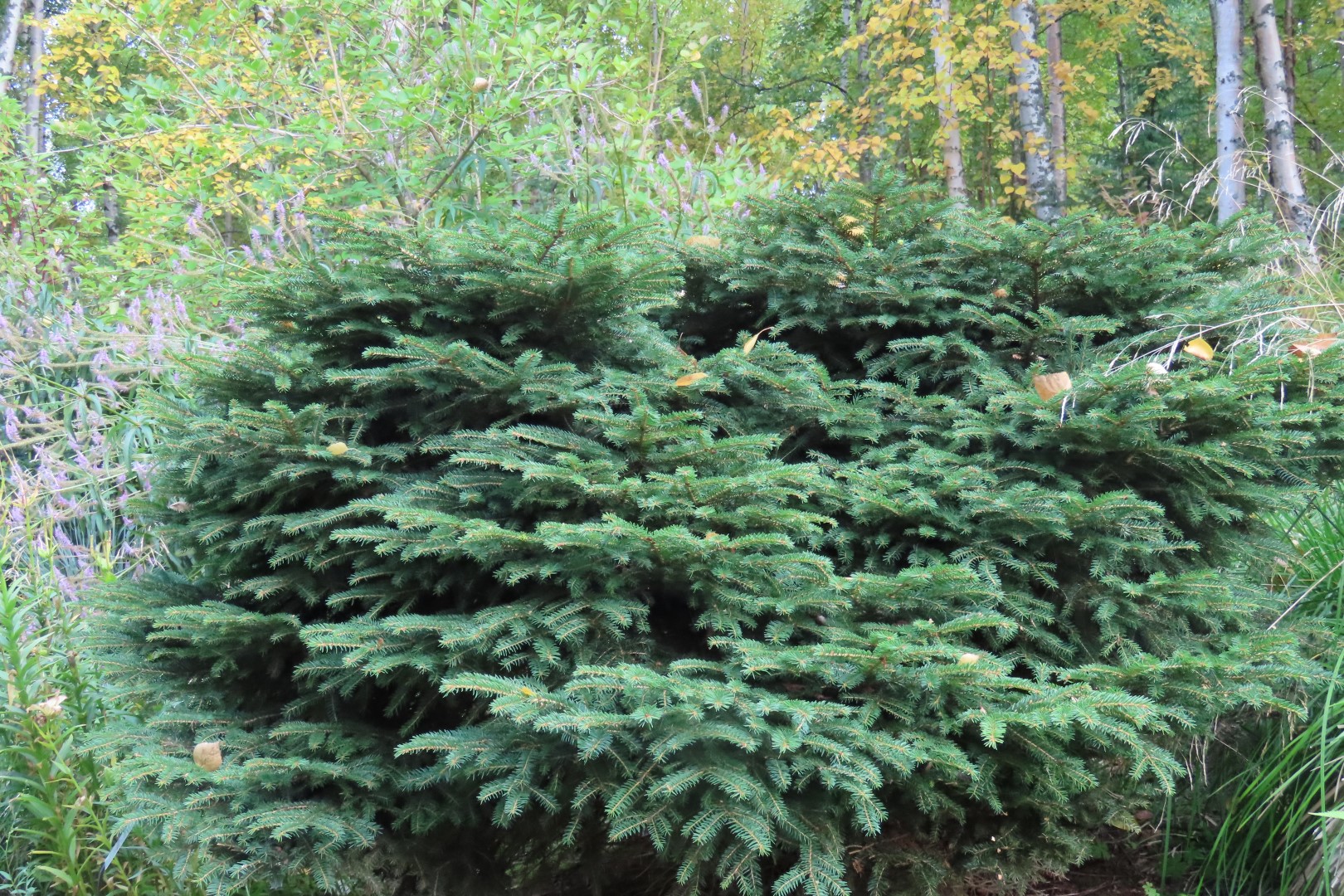 Alaska Botanical Gardens in Anchorage Alaska 45 of 47 (#2293)