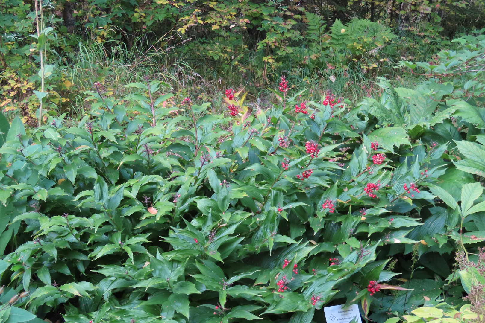 Alaska Botanical Gardens in Anchorage Alaska 46 of 47 (#2294)