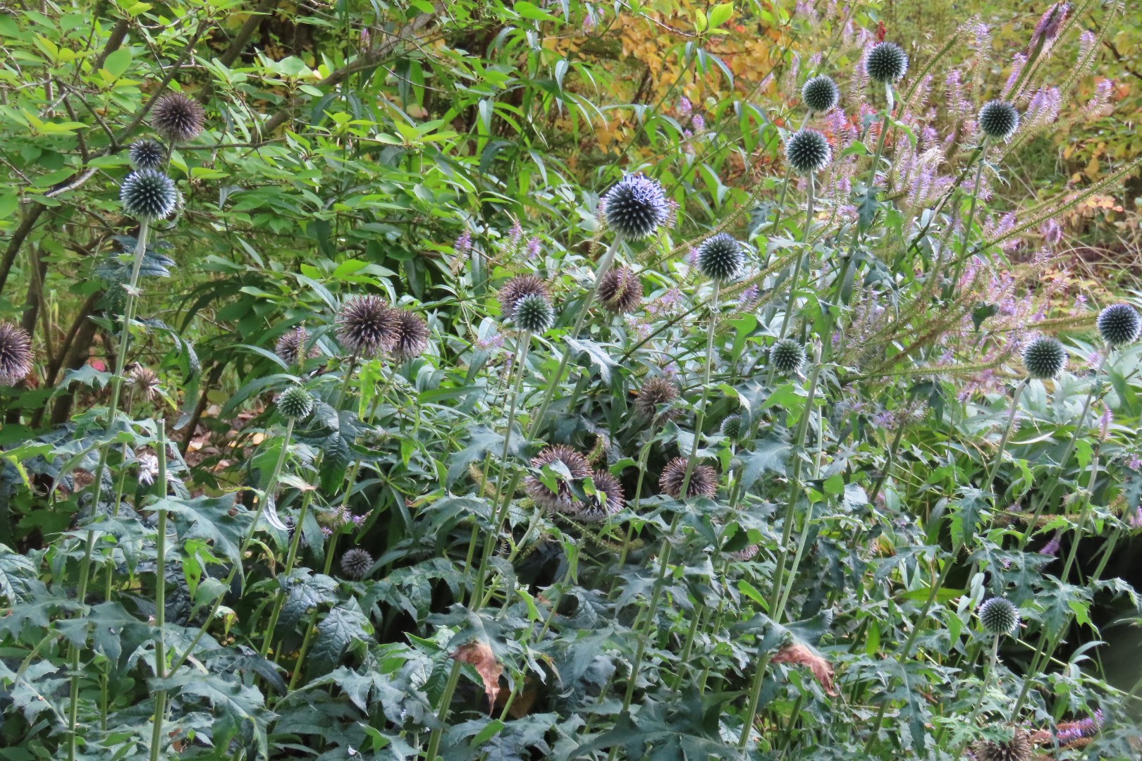 Alaska Botanical Gardens in Anchorage Alaska 47 of 47 (#2295)