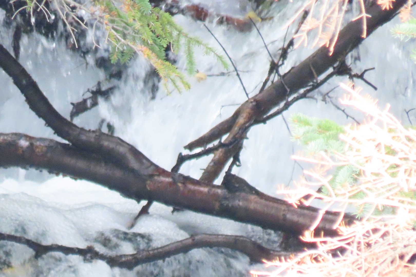 McHugh Creek Trailhead on Seward Highway 13 of 23 (#2320)