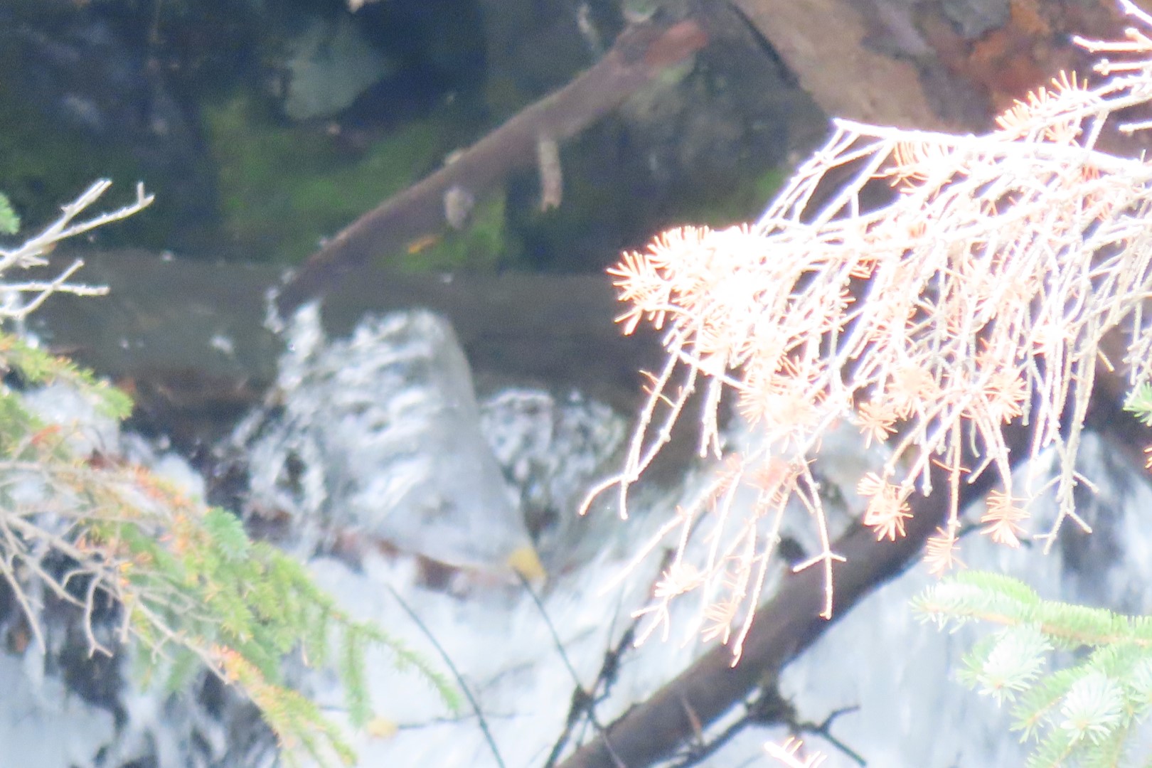 McHugh Creek Trailhead on Seward Highway 15 of 23 (#2323)