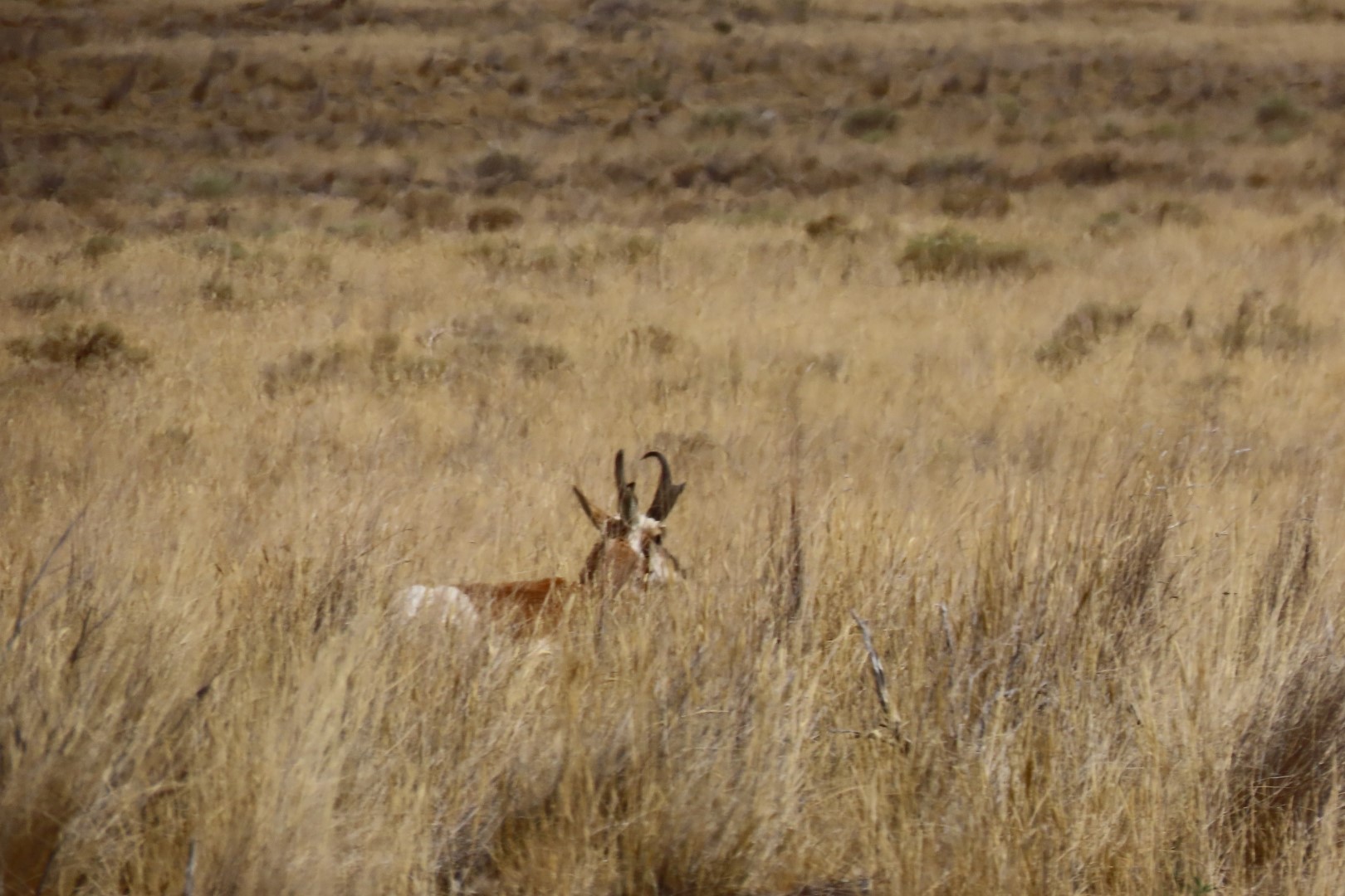 Deer in Hagerman Fossil Bed National Park  2 of  2 (#2347)