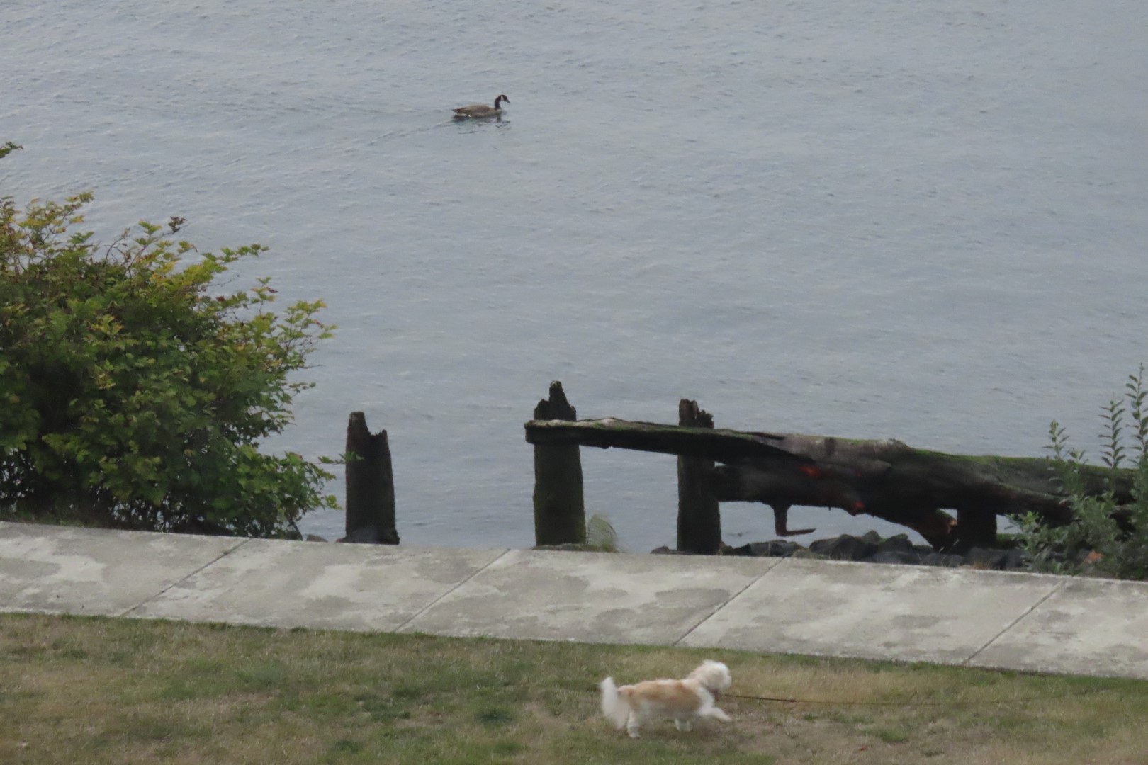 Astoria, Oregon near hotel 19 of 21 (#2482)