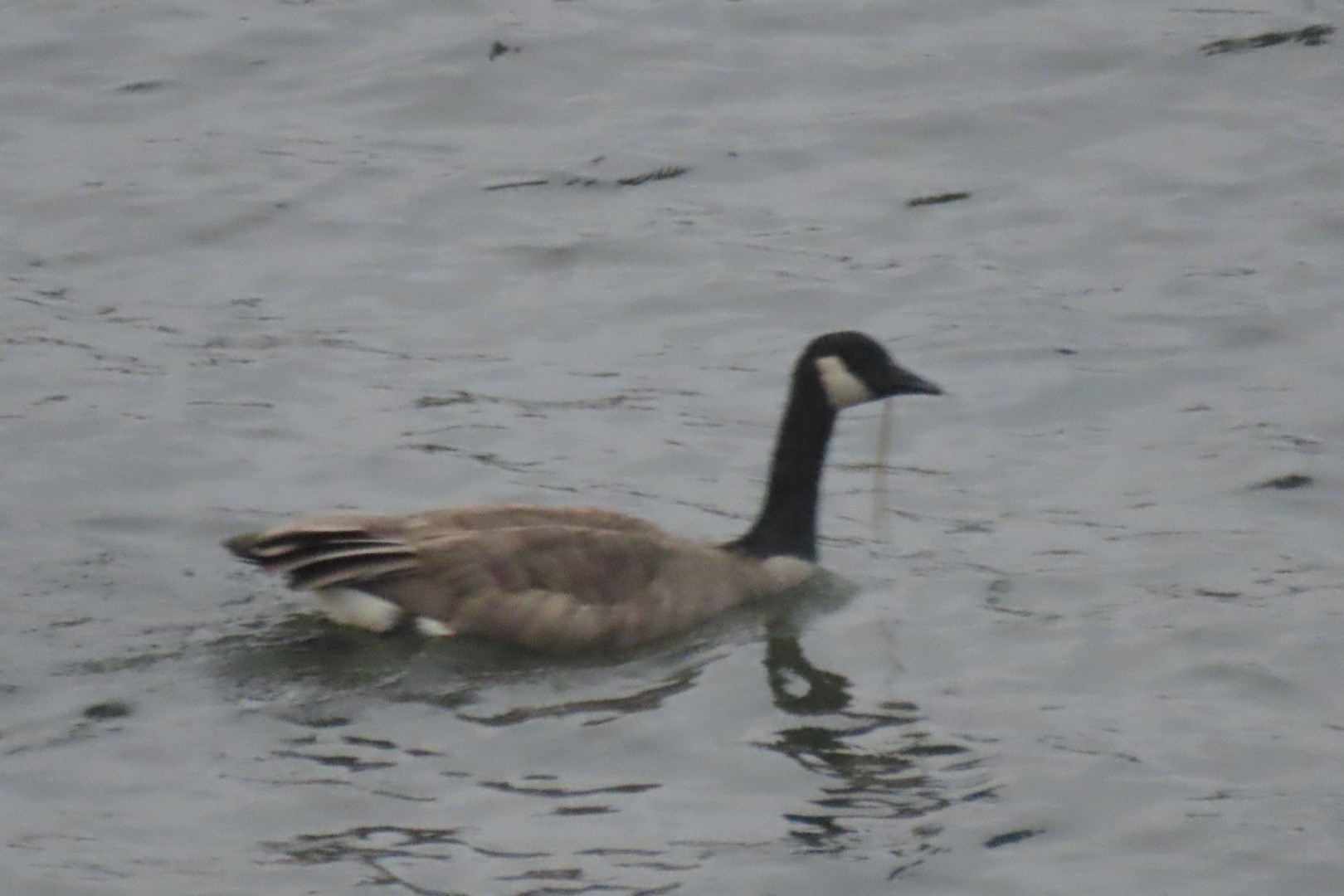 Astoria, Oregon near hotel 20 of 21 (#2484)