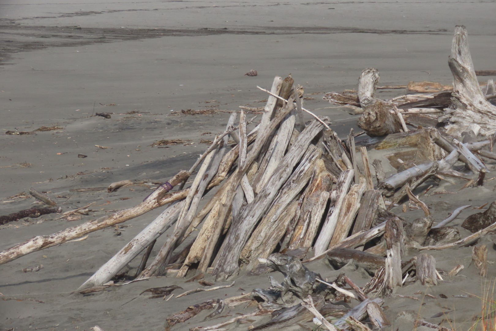 Cape Disappointment State Park in Washington  4 of 11 (#2489)