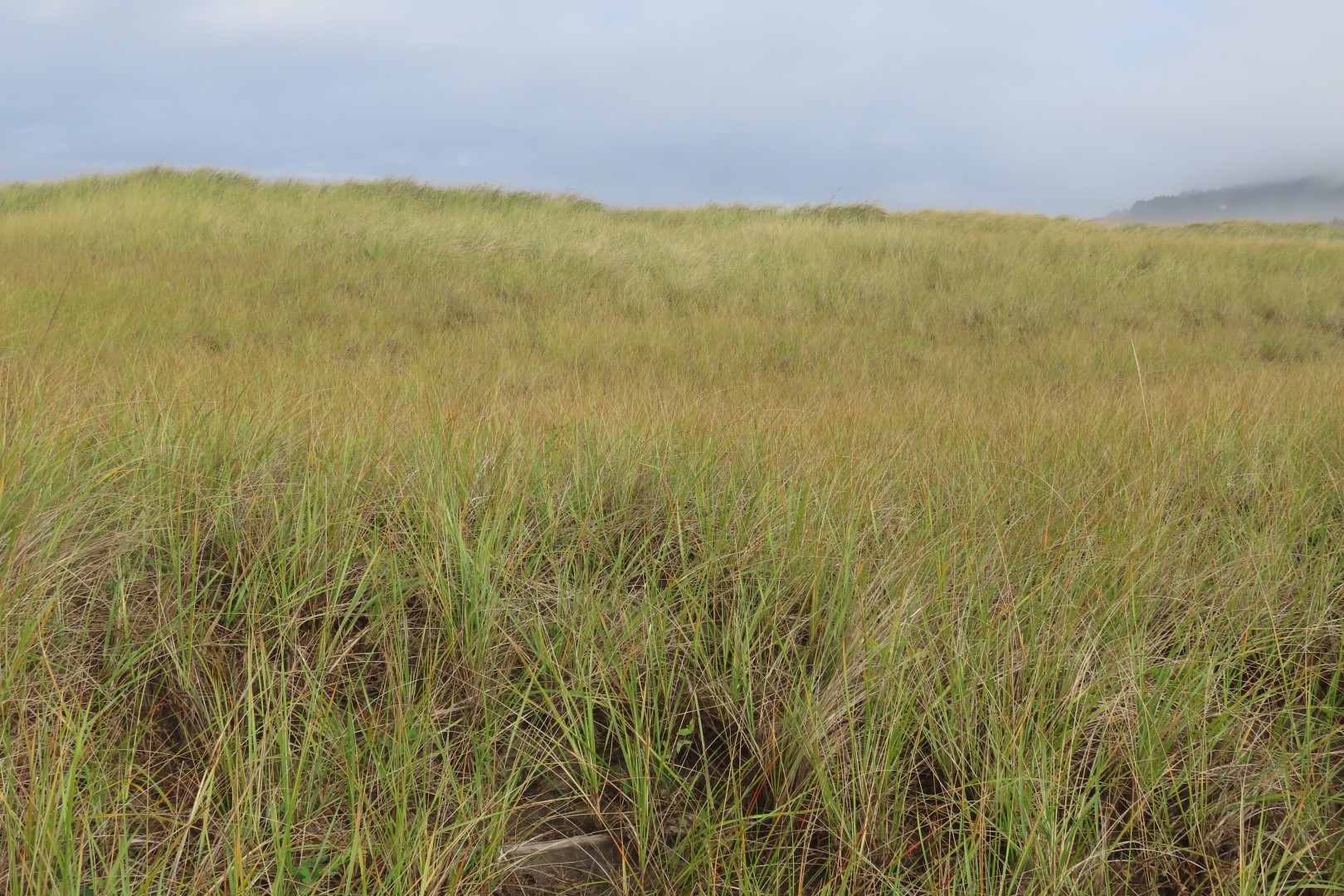 Cape Disappointment State Park in Washington  9 of 11 (#2494)