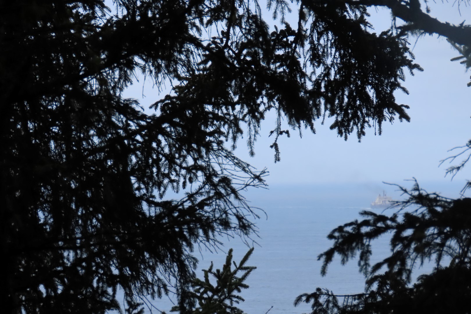 Along trails at North Head Lighthouse in Cape Disappointment State Park near Ilwaco Washington Washington  8 of 34 (#2506)