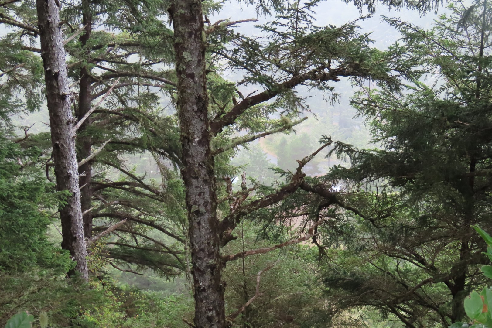 Along trails at North Head Lighthouse in Cape Disappointment State Park near Ilwaco Washington Washington  9 of 34 (#2507)