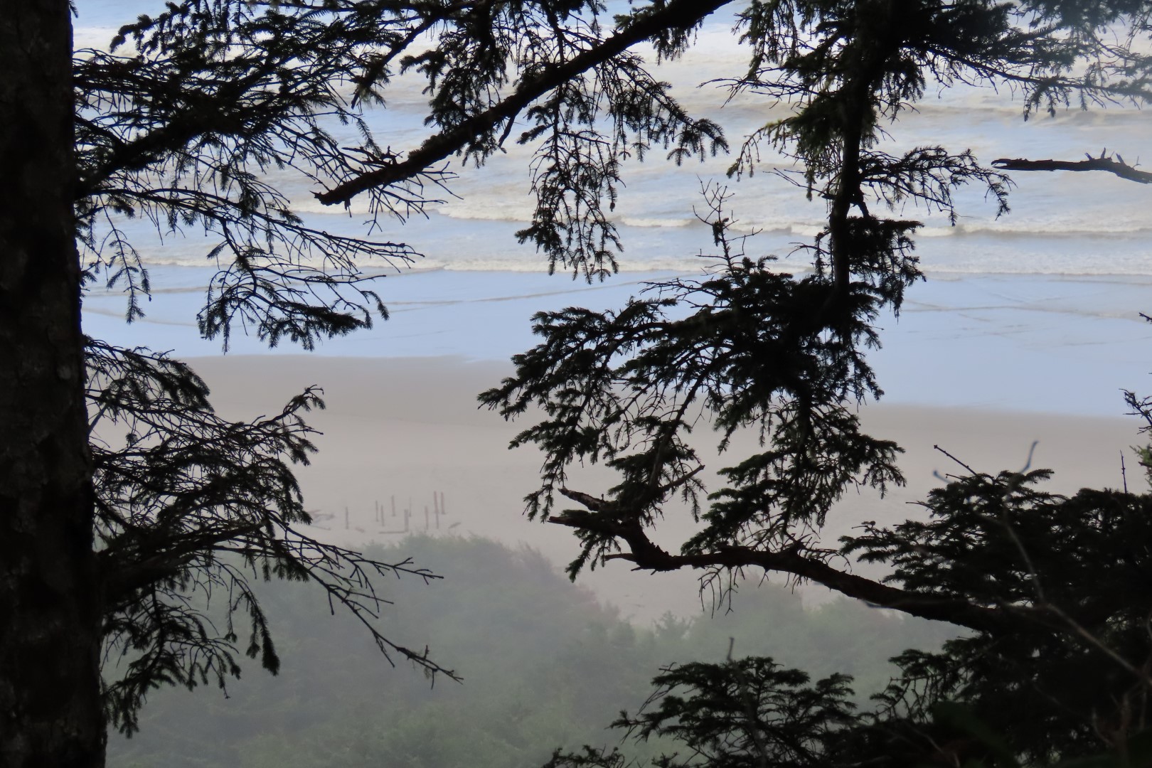 Along trails at North Head Lighthouse in Cape Disappointment State Park near Ilwaco Washington Washington 10 of 34 (#2508)