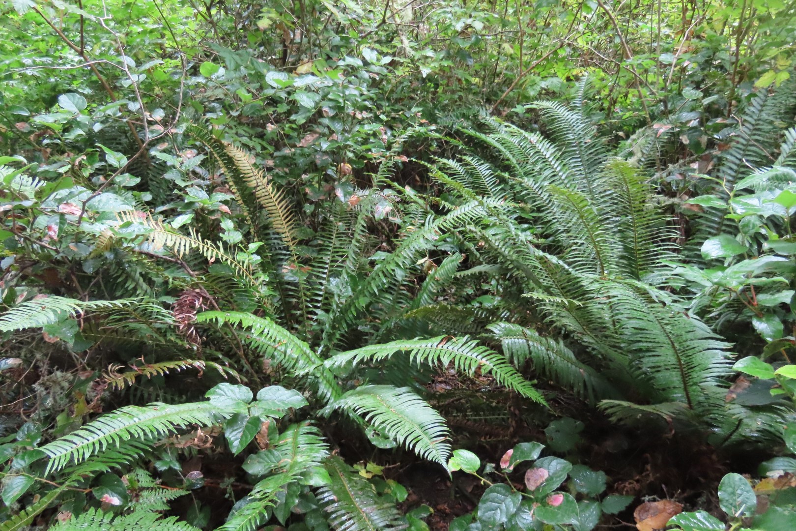 Along trails at North Head Lighthouse in Cape Disappointment State Park near Ilwaco Washington Washington 13 of 34 (#2511)