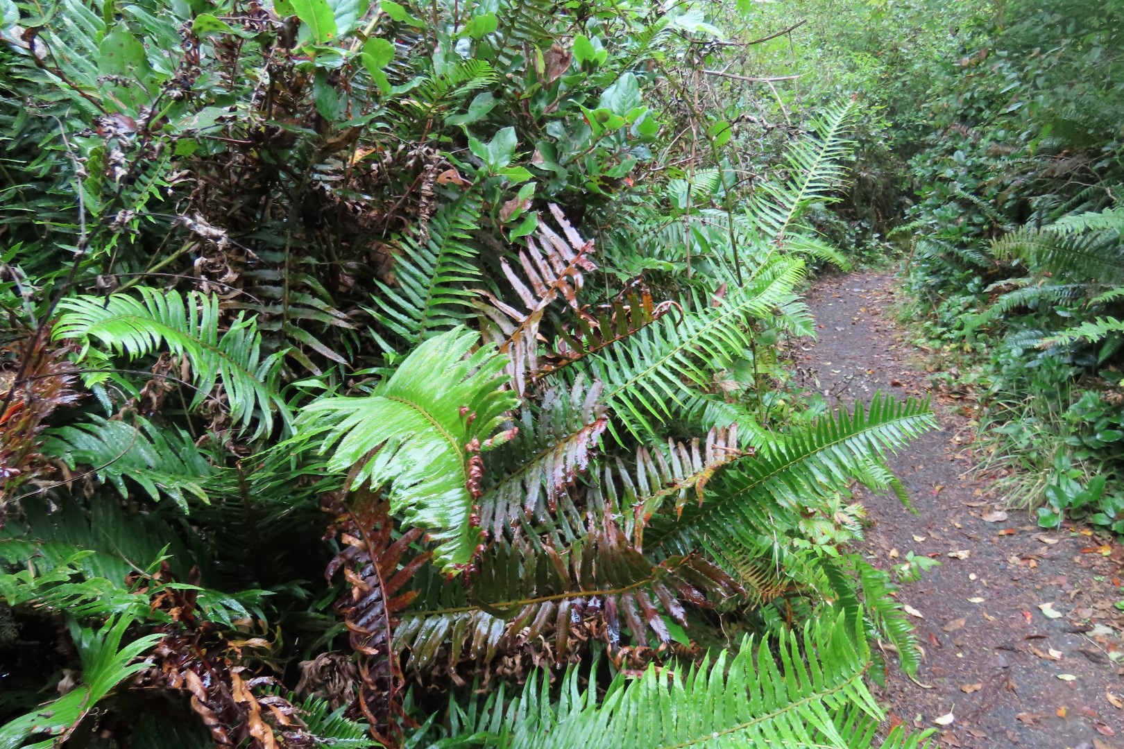 Along trails at North Head Lighthouse in Cape Disappointment State Park near Ilwaco Washington Washington 14 of 34 (#2512)