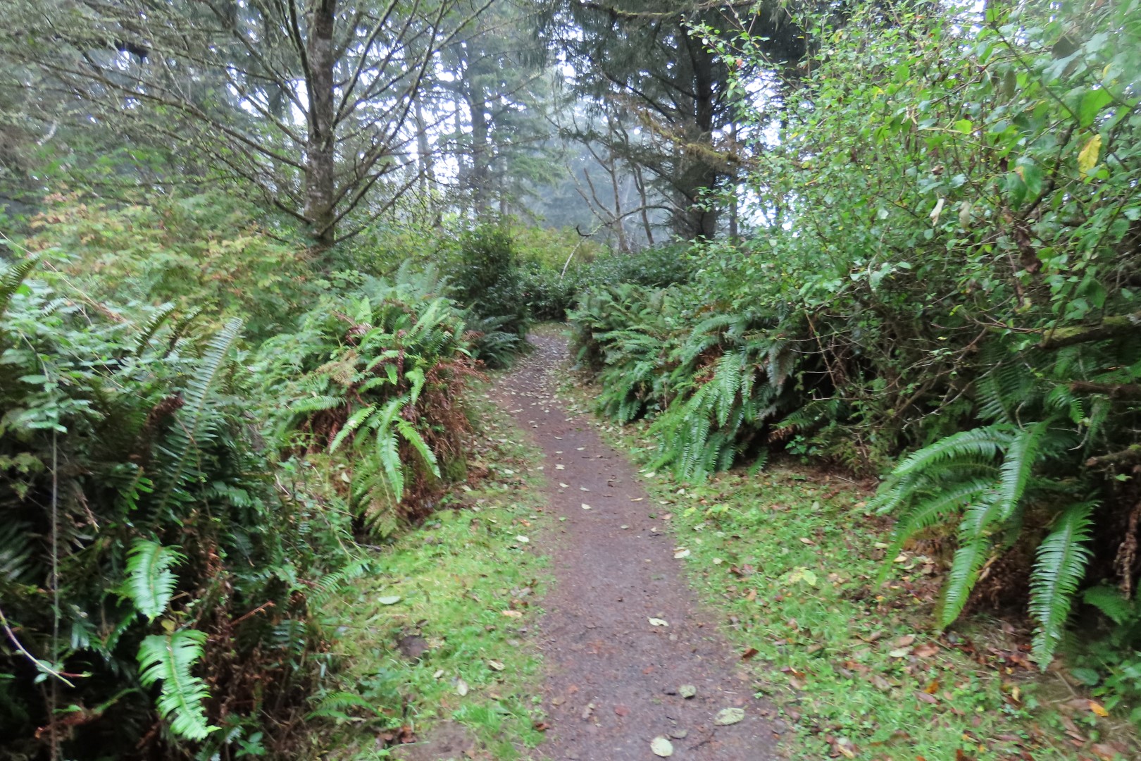 Along trails at North Head Lighthouse in Cape Disappointment State Park near Ilwaco Washington Washington 15 of 34 (#2513)