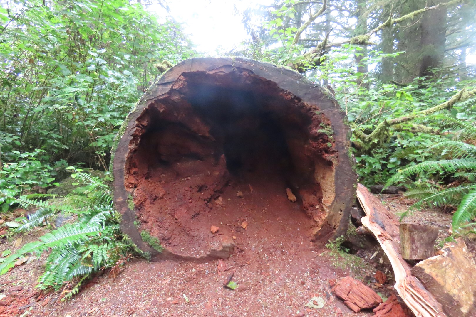 Along trails at North Head Lighthouse in Cape Disappointment State Park near Ilwaco Washington Washington 17 of 34 (#2515)