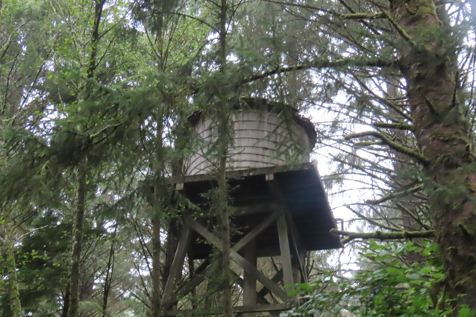 Along trails at North Head Lighthouse in Cape Disappointment State Park near Ilwaco Washington Washington 18 of 34 (#2516)