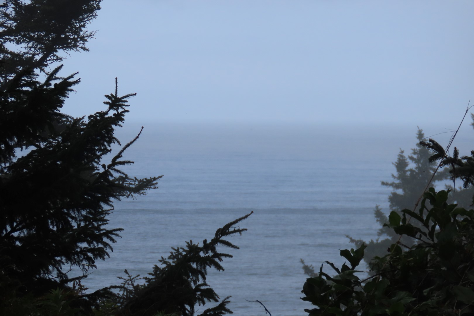 Along trails at North Head Lighthouse in Cape Disappointment State Park near Ilwaco Washington Washington 20 of 34 (#2518)