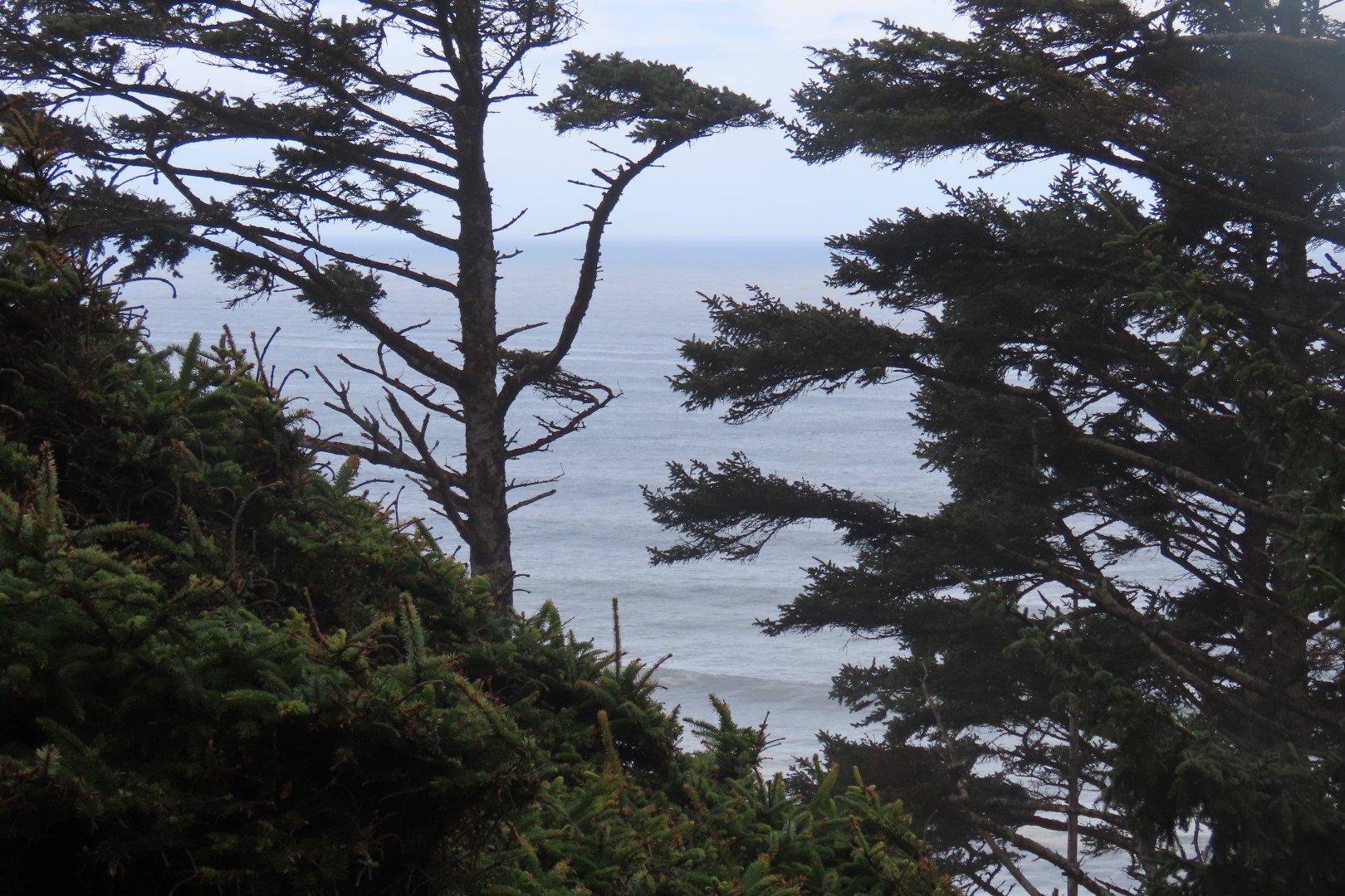 Along trails at North Head Lighthouse in Cape Disappointment State Park near Ilwaco Washington Washington 25 of 34 (#2523)