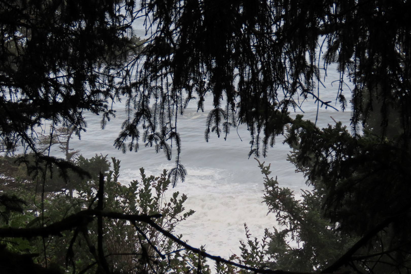 Along trails at North Head Lighthouse in Cape Disappointment State Park near Ilwaco Washington Washington 28 of 34 (#2526)
