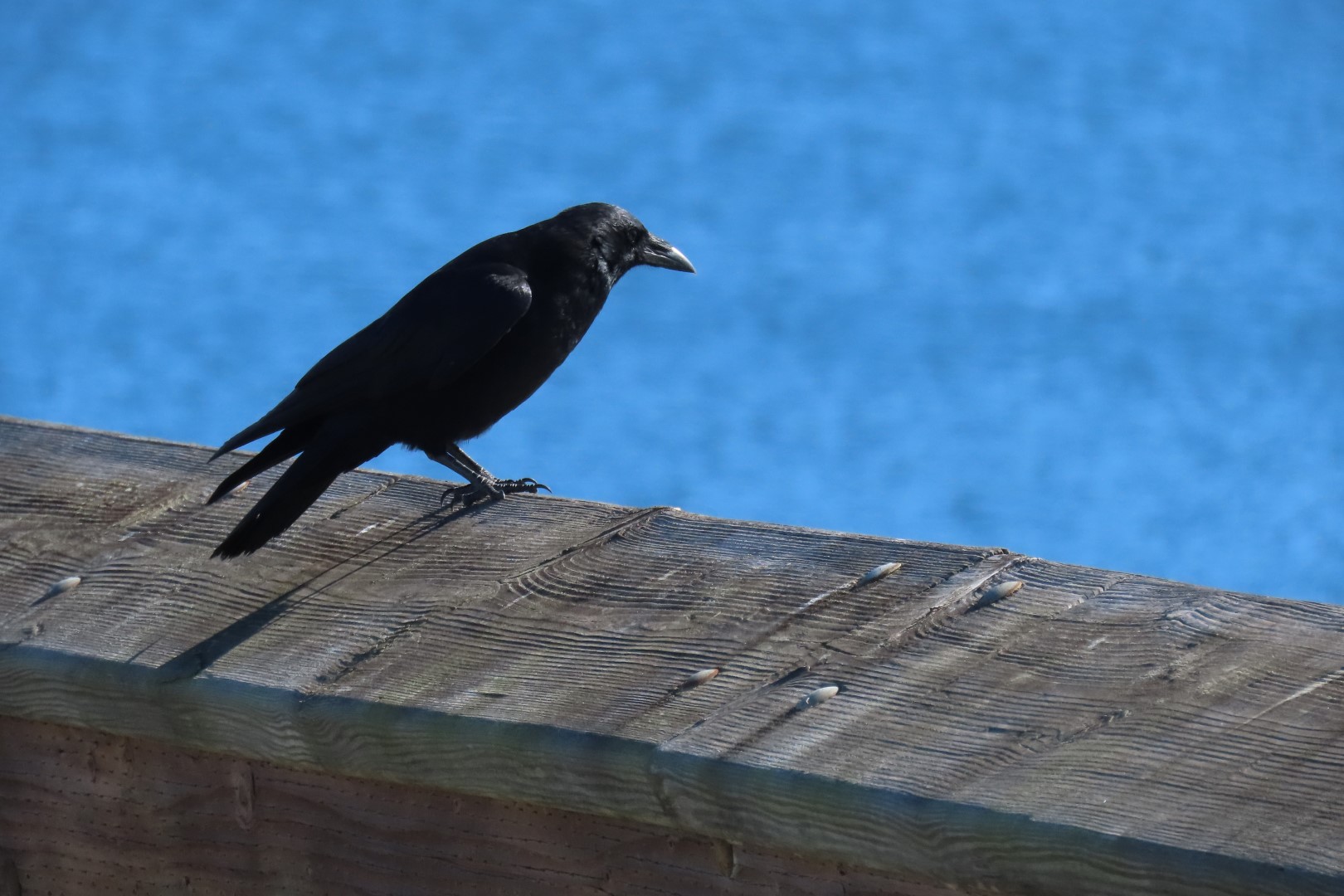 Around the Marine Science Center in Fort Worthen State Park near Port Townsend Washington 15 of 26 (#2611)