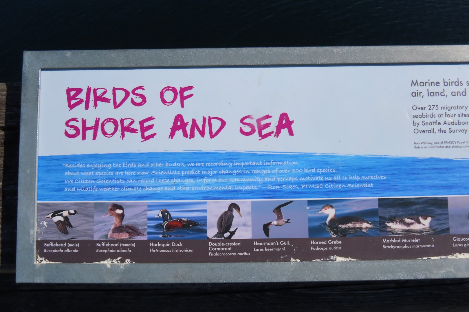 Around the Marine Science Center in Fort Worthen State Park near Port Townsend Washington 24 of 26 (#2620)