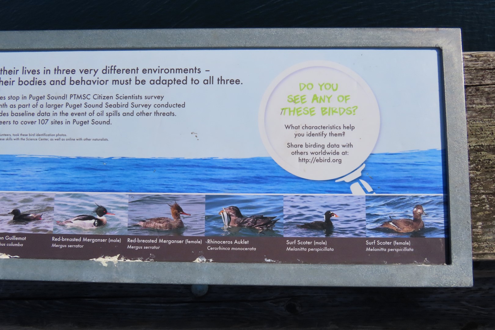 Around the Marine Science Center in Fort Worthen State Park near Port Townsend Washington 26 of 26 (#2622)