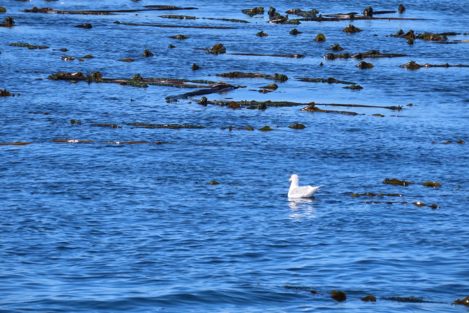 Around the Point Wilson Lignthouse in Fort Worthen State Park near Port Townsend Washington 11 of 11 (#2632)