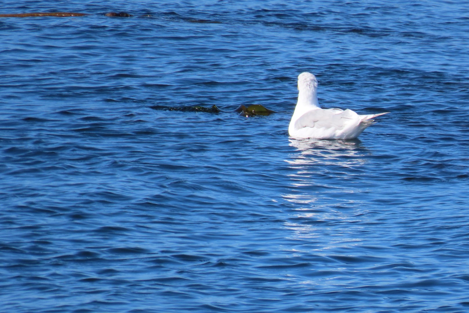 Around the Point Wilson Lignthouse in Fort Worthen State Park near Port Townsend Washington 11 of 11 (#2633)