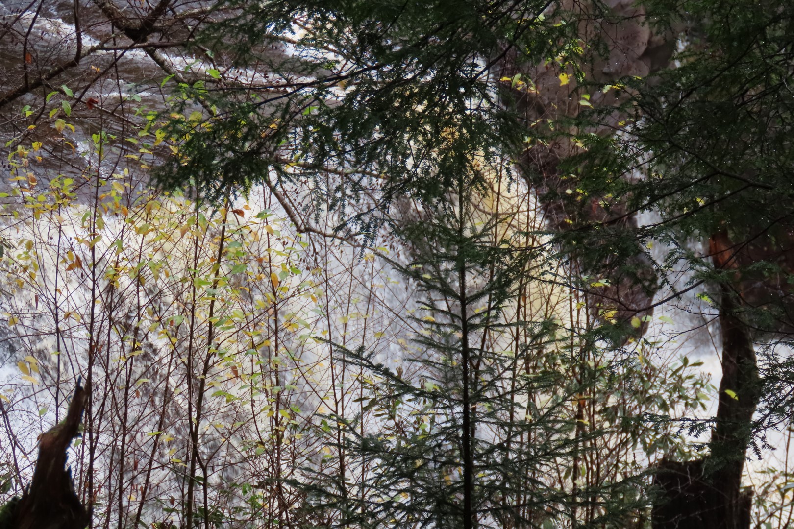 Blackwater Falls State Park in West Virginia  3 of 26 (#2880)