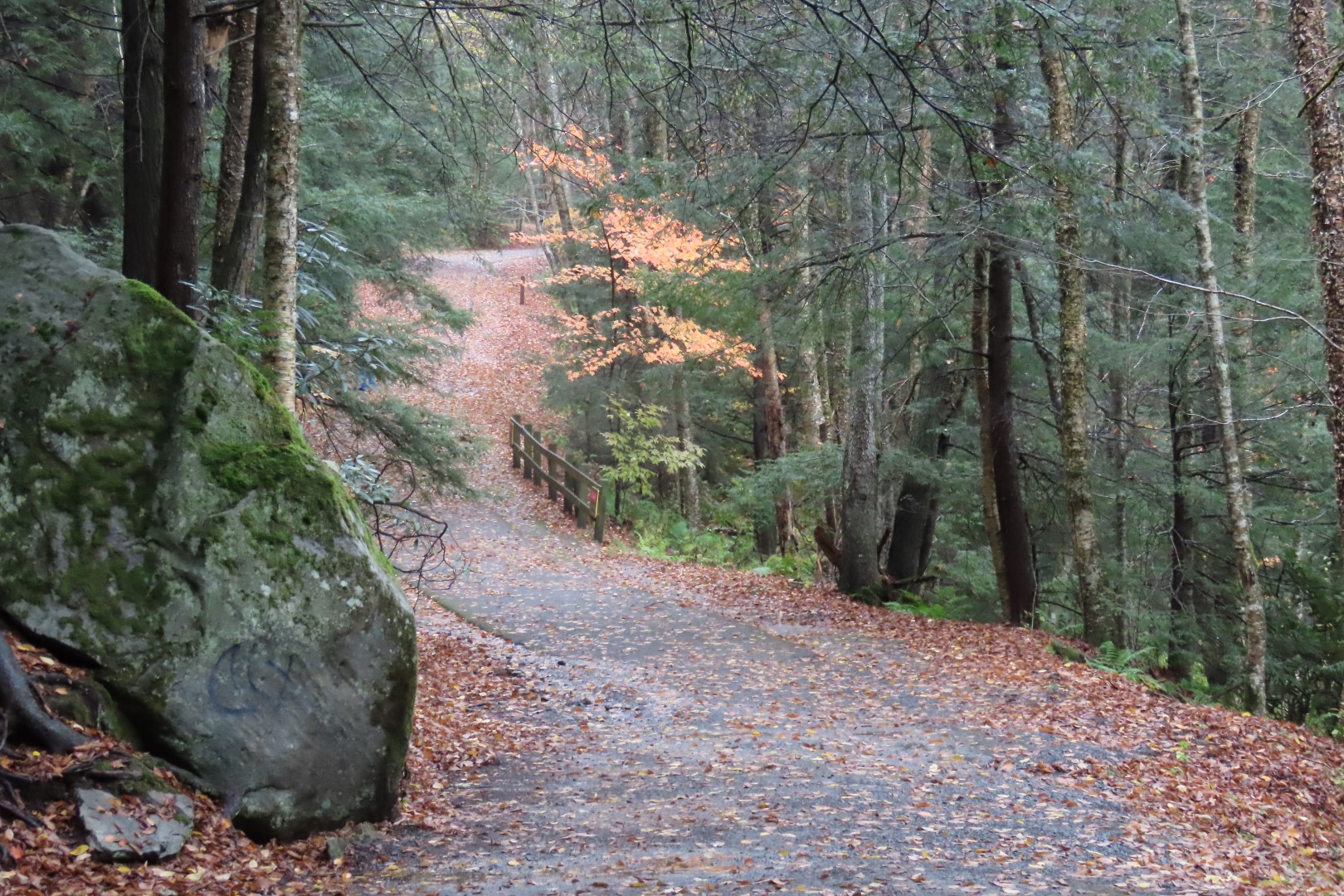 Blackwater Falls State Park in West Virginia  4 of 26 (#2881)