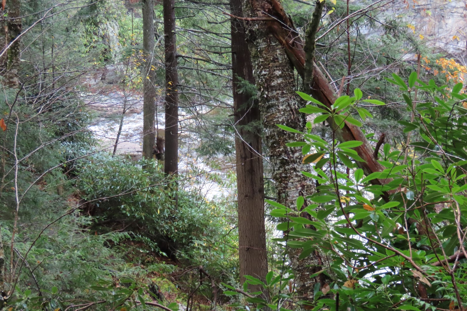 Blackwater Falls State Park in West Virginia 10 of 26 (#2887)