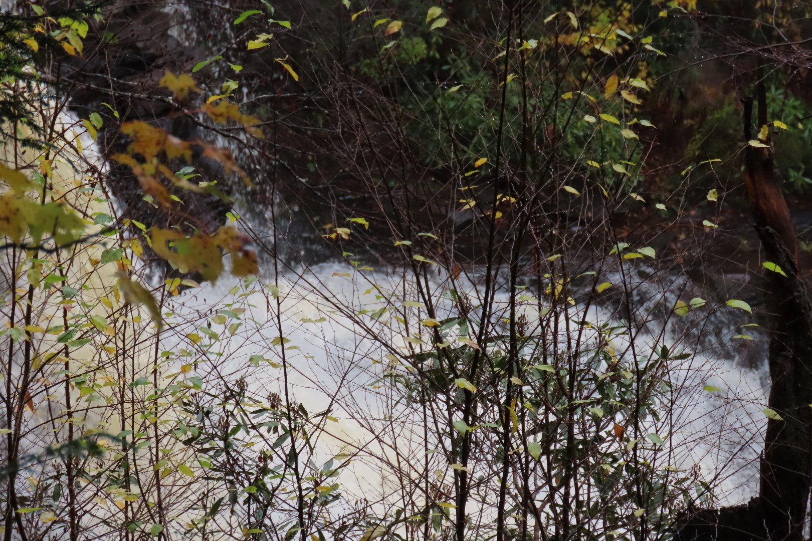 Blackwater Falls State Park in West Virginia 11 of 26 (#2888)