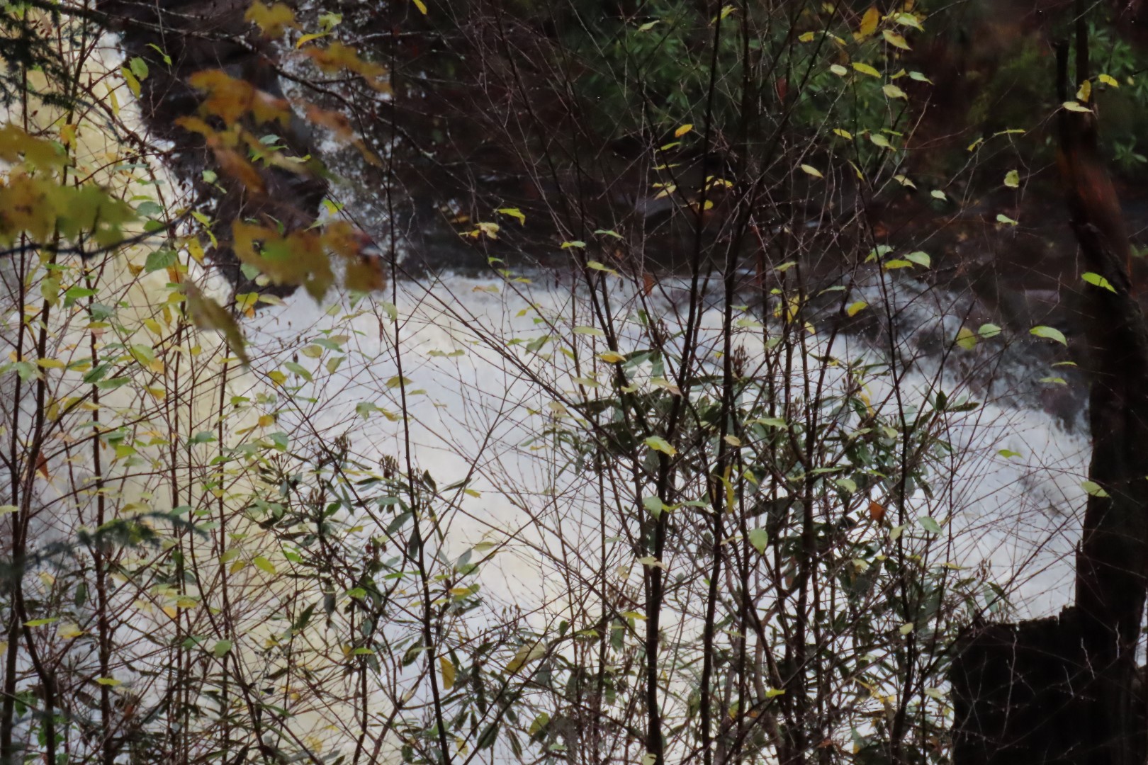 Blackwater Falls State Park in West Virginia 12 of 26 (#2889)