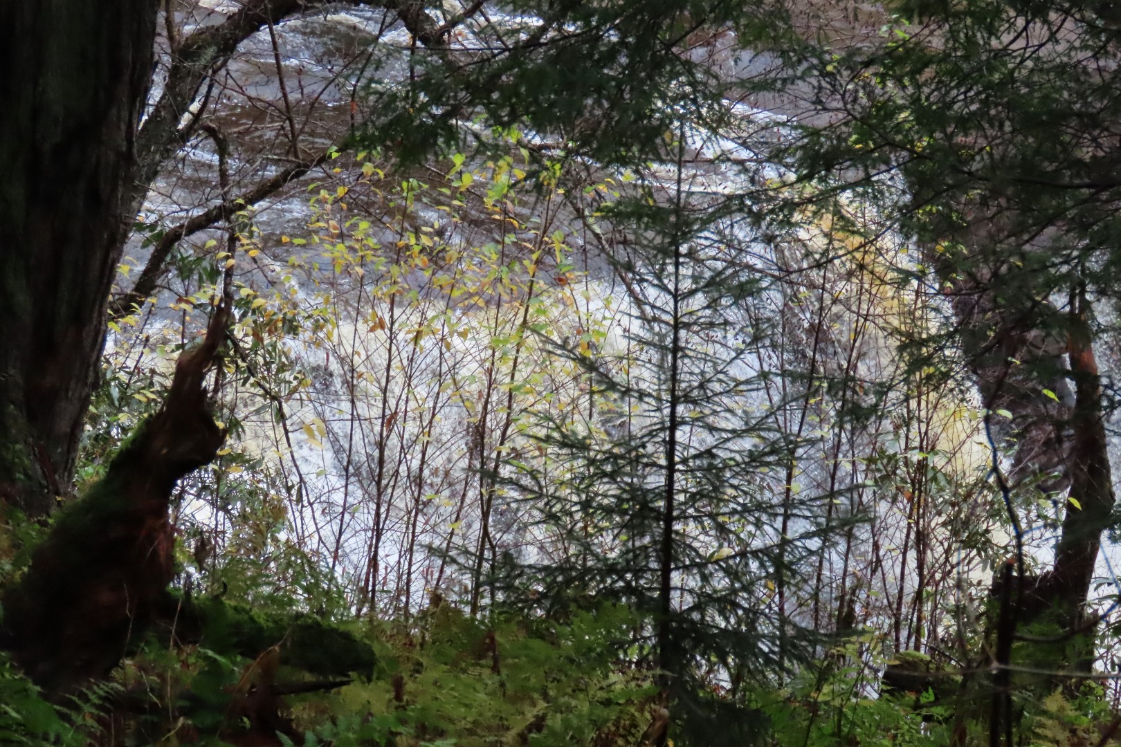 Blackwater Falls State Park in West Virginia 13 of 26 (#2890)