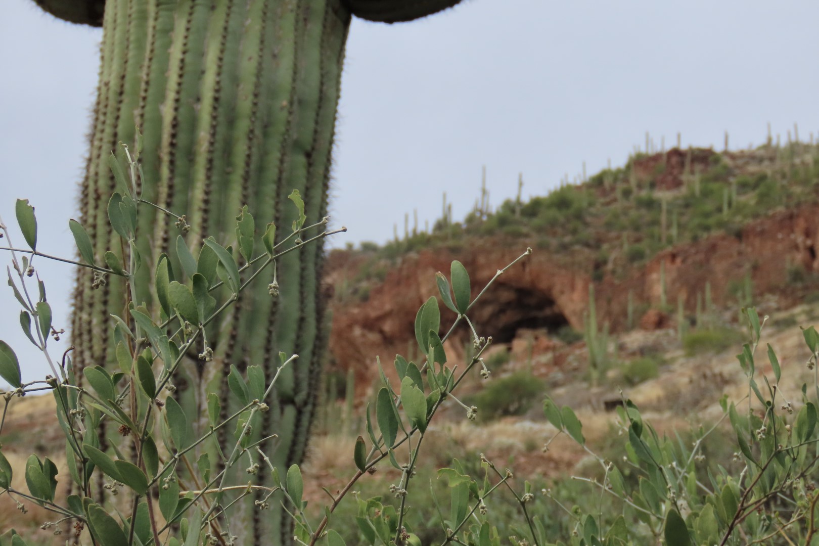 Along Tonto National Park path to the cliff dwellers's home  6 of 28 (#3003)