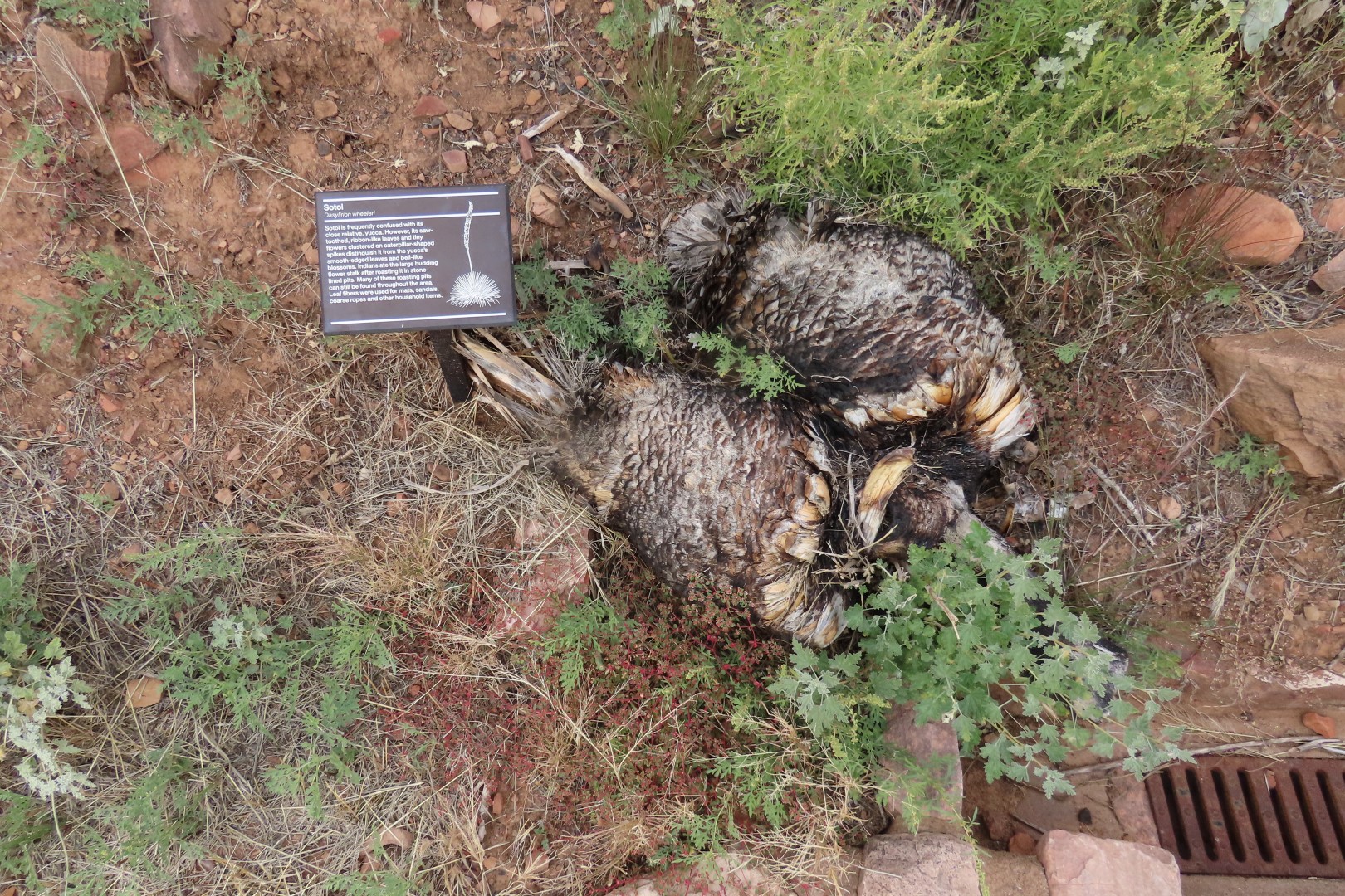 Along Tonto National Park path to the cliff dwellers's home  9 of 28 (#3006)