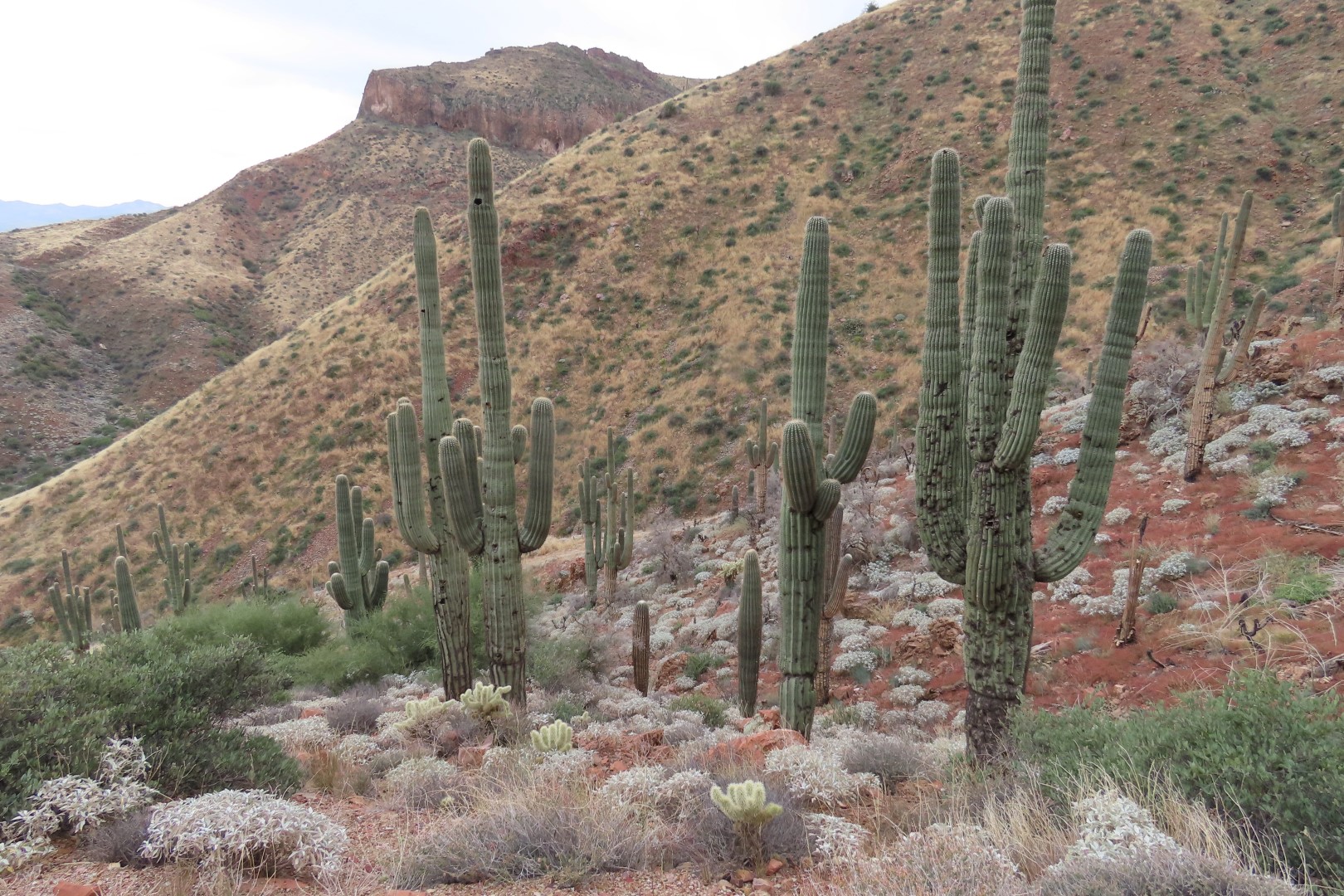 Along Tonto National Park path to the cliff dwellers's home 14 of 28 (#3014)