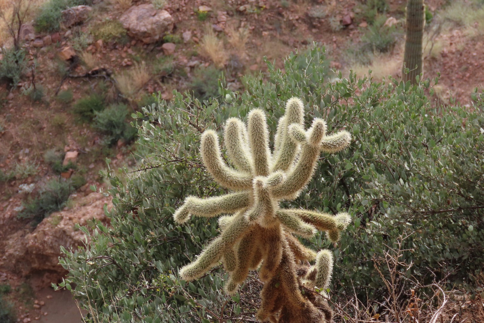 Along Tonto National Park path to the cliff dwellers's home 26 of 28 (#3029)
